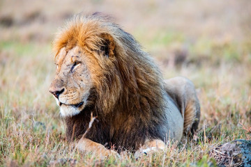 Male lion in Africa