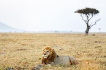 Male lion in Africa