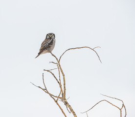 Northern Hawk Owl