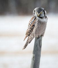 Northern Hawk Owl