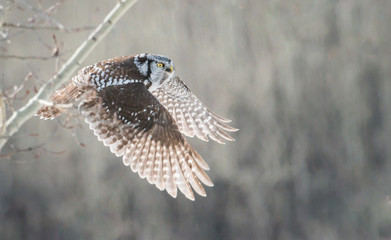 Northern Hawk Owl