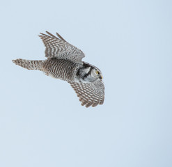 Fototapeta premium Northern Hawk Owl
