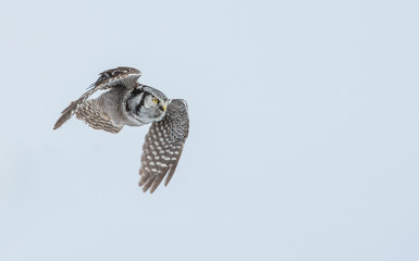 Northern Hawk Owl