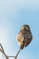 Northern Hawk Owl