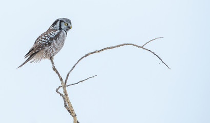 Northern Hawk Owl