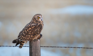 Short eared owl