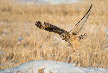 Short eared owl