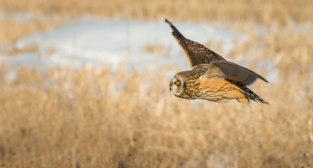 Short eared owl