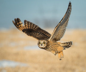 Short eared owl