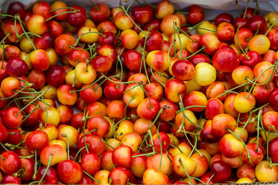 Pile Of Rainier Cherries