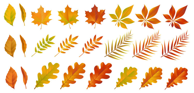 Set of colorful autumn leaves. Yellow and red dry foliage isolated on white background. Vector eps 10.