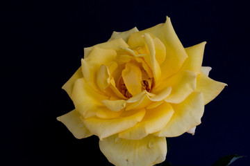 黒背景の黄色いバラ