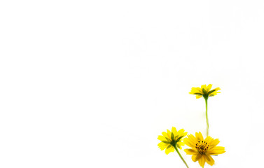 Sphagneticola trilobata flower on white background, copy space