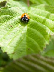 single 7 dot ladybird on leaf coming towards camera green