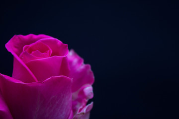 Pink rose