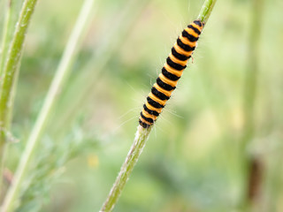 single yellow and black caterpillar crawling down green stem