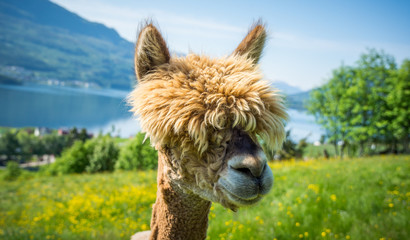 Alpaca face and fjord © Sam