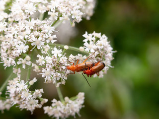 two red soldier beetles on white cow parsley flowers close up