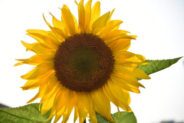 Fototapeta premium Sunflowers