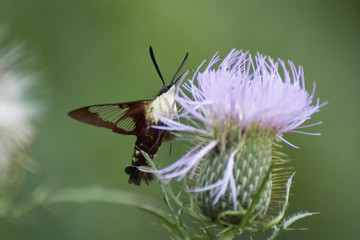 Butterfly 2017-101 / Hummingbird moth on a thistle