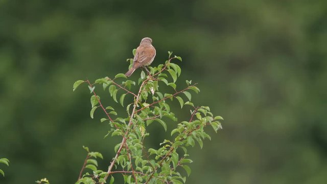 Young red-backed shrike (Lanius collurio)