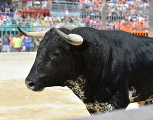 bull
