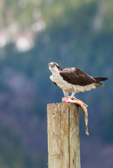 Osprey