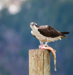 Osprey