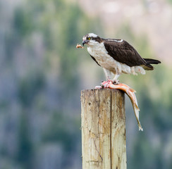 Osprey