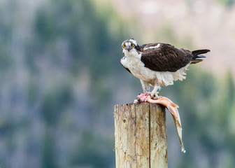 Osprey