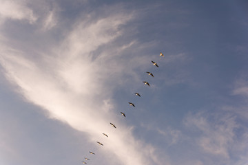 Flock of Pelicans flying in formation in bright blue sky