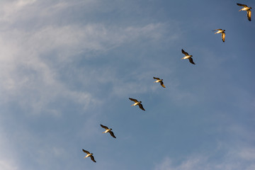 Flock of Pelicans flying in formation in bright blue sky