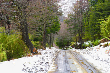 Camino nevado