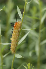 Yellow Caterpillar