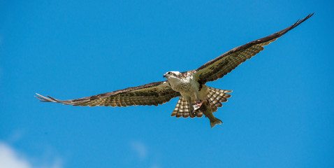 Osprey