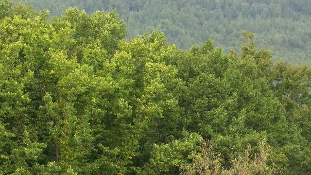 Trees in windy weather