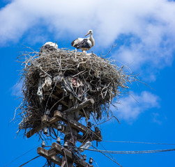 storks nest