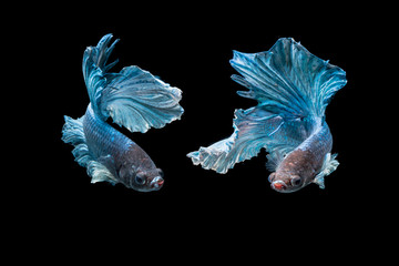 Betta splendens, Emotion of  blue fighting fish isolated