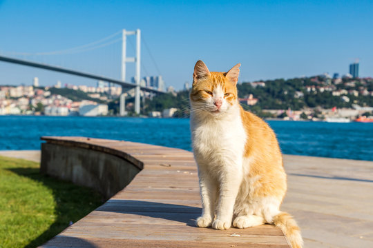 Cat and Bosporus bridge in Istanbul