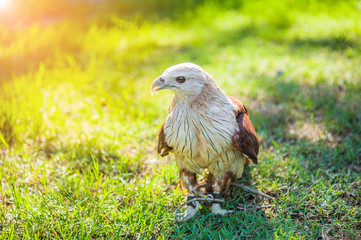 Portrait of a bald eagle (lat. haliaeetus leucocephalus)..Bald eagle on the hand..Falconer with Peregrine Falcon crossbred with a Prarie Falcon and Gyrfalcon mix sitting on gloved hand of handler.