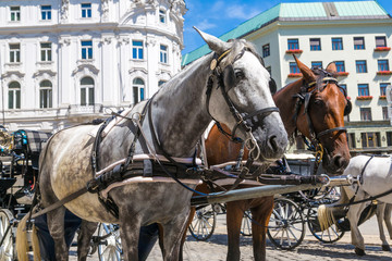 Fototapeta na wymiar Horse carriage in Vienna, Austria
