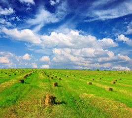 Hay bale in the countryside