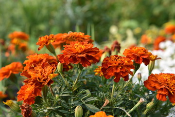 Marigold