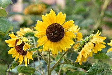 Sunflower