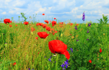 Field of poppies 