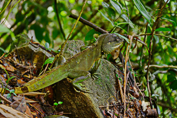 A green iguana standing/This arboreal lizard is also known as common iguana.
