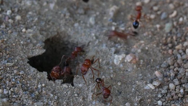 Red Black Winged Ants wings