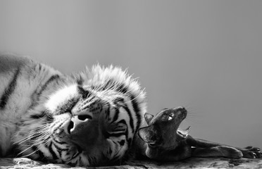 Black and white of a powerful tiger and small cat friend enjoying a catnap together - Powered by Adobe