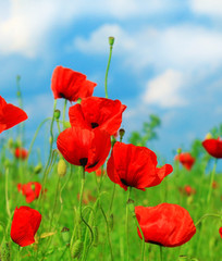 Summer wildflowers and clouds