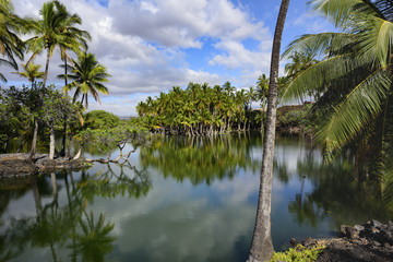 Fototapeta na wymiar A group of palms lying on the banks of the pond - Big Island of Hawaii -